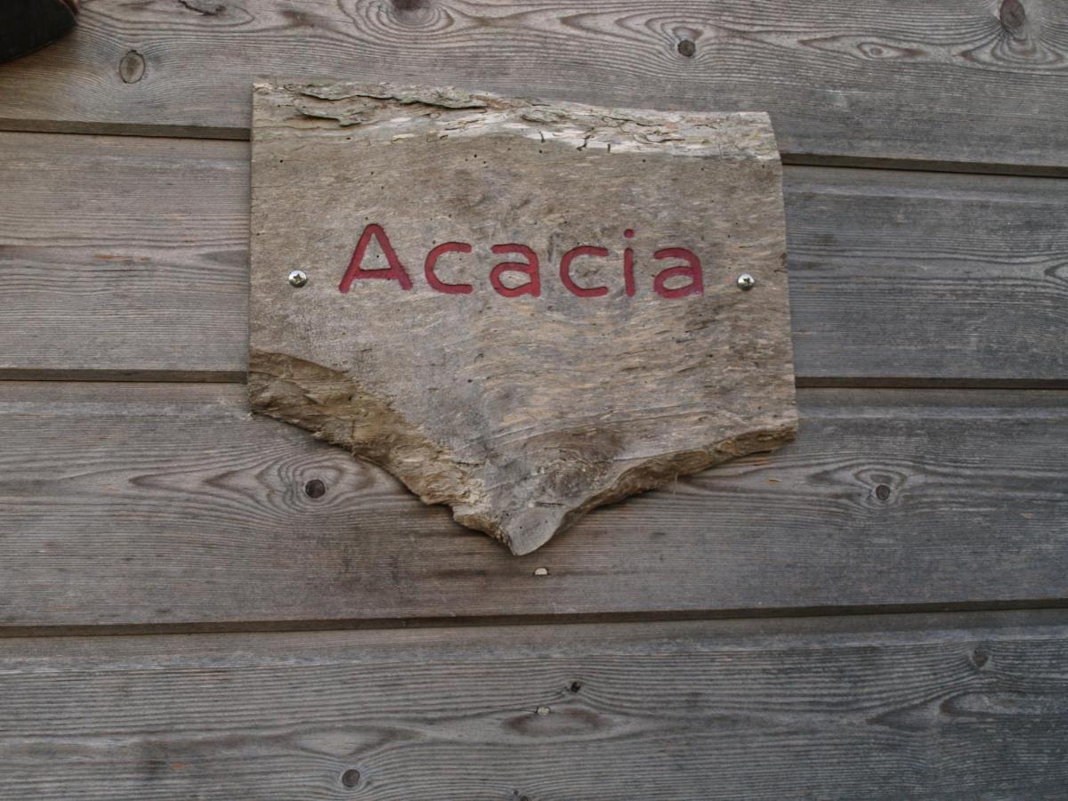 Acacia *